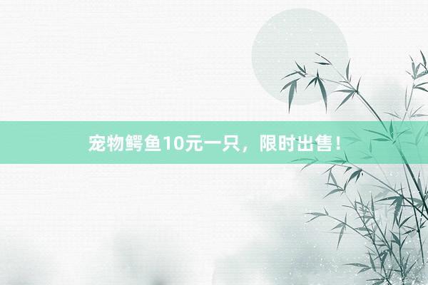 宠物鳄鱼10元一只，限时出售！